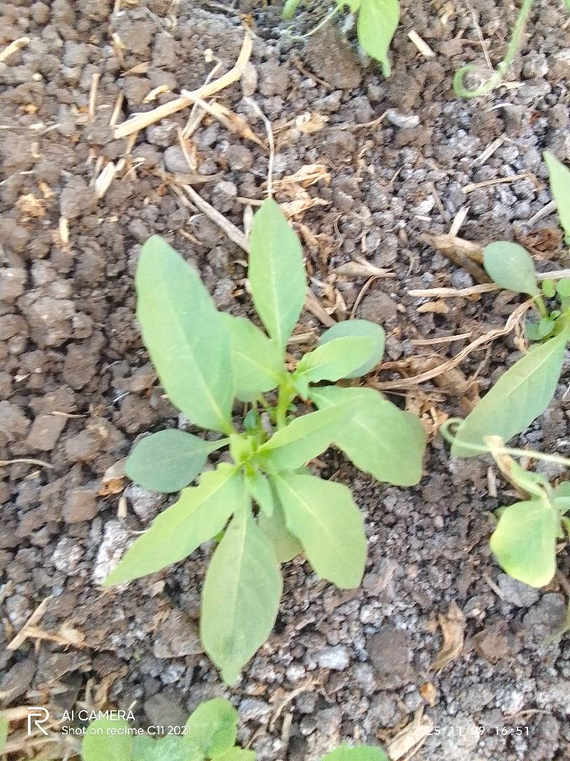 عندي فدان بسله عمر 22 يوم وفيها الحشيشة دي ليها رش بدون ضرر على البسله